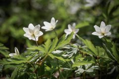 A_Hrinova_Apr25_P4130047_2