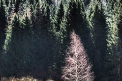 JW010096.2